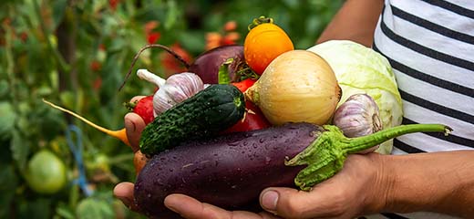 Setting up a family vegetable garden